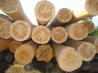Лучевые трещины ядровой части древесины
